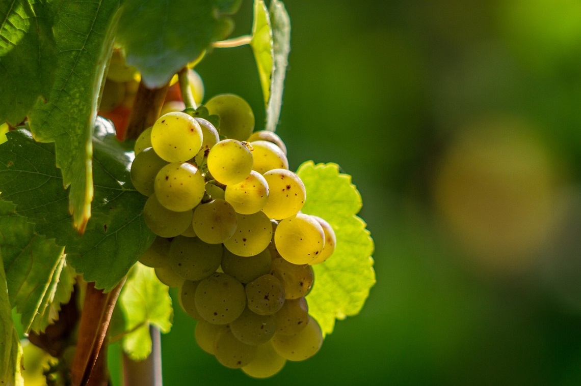 10 činjenica o belom sovinjonu (Sauvignon Blanc)